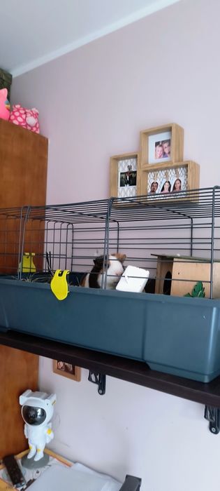 Świnka morska cavia samiec