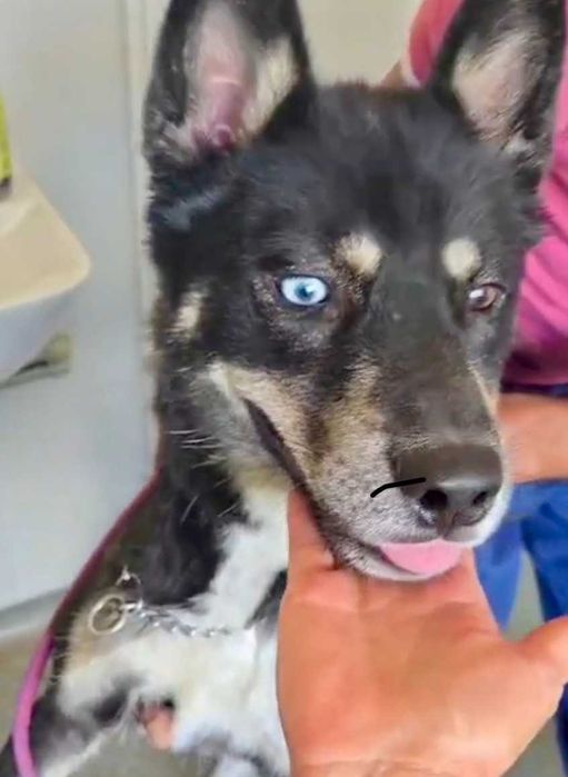 REKSI  pies o jasnym oku i złotym sercu. Uratowany w Bułgarii