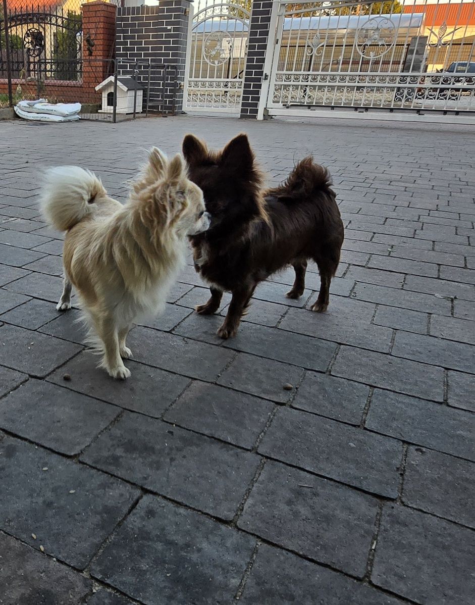 Chihuahua bezowa suka Hodowlana