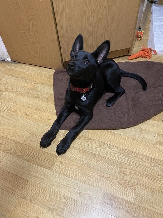 Гарне цуценя з Донбасу