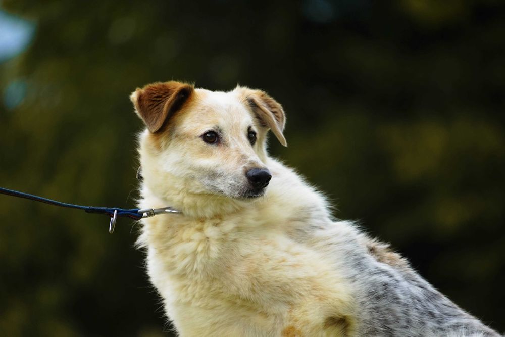 CAYO - śliczny psiak o pięknym umaszczeniu