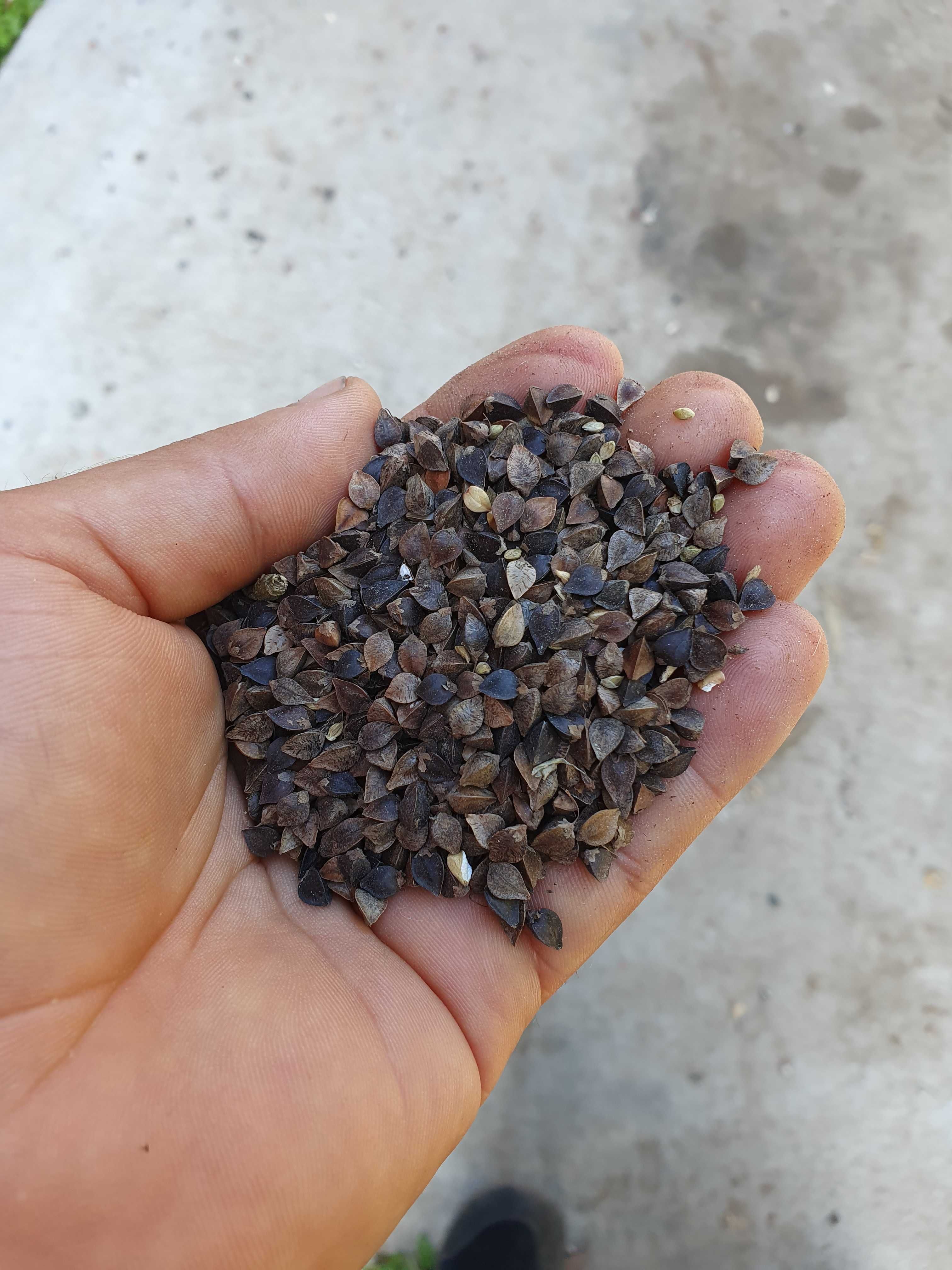 LUCERNA sorgo BÓB bobik łubin peluszka groch koniczyna rzodkiew płużna