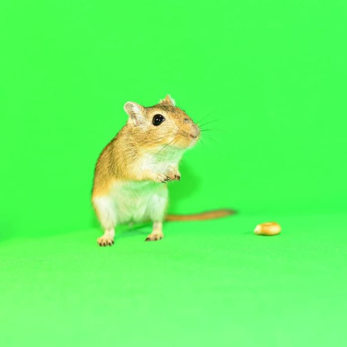 Хромакей 2х3м зелений фон greenscreen