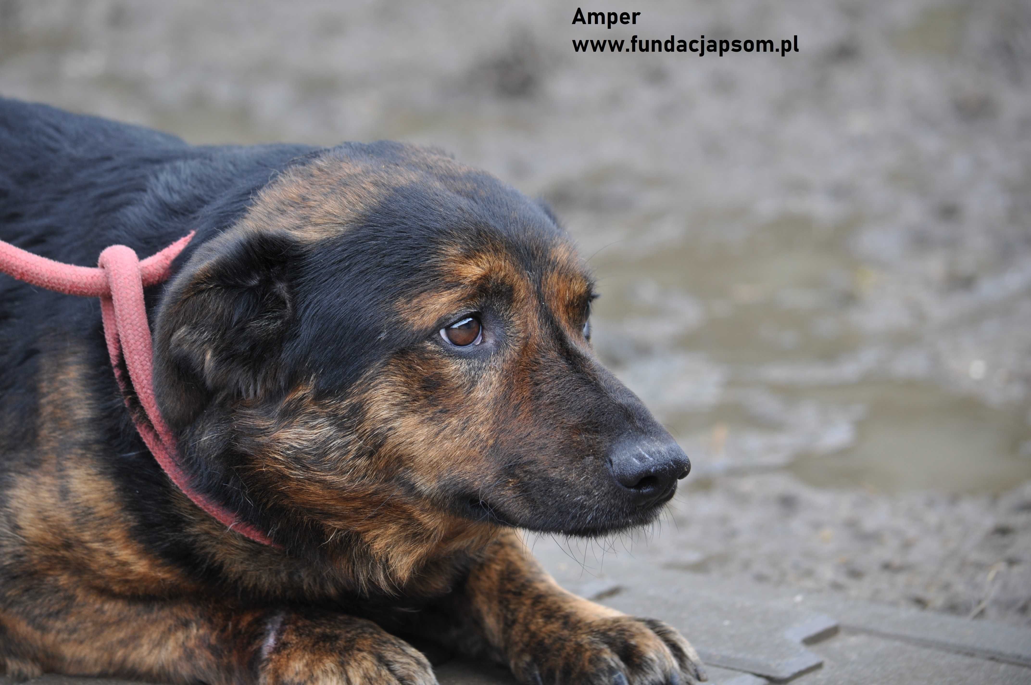 Amper- Przestraszony misiek szuka kochającego domu!