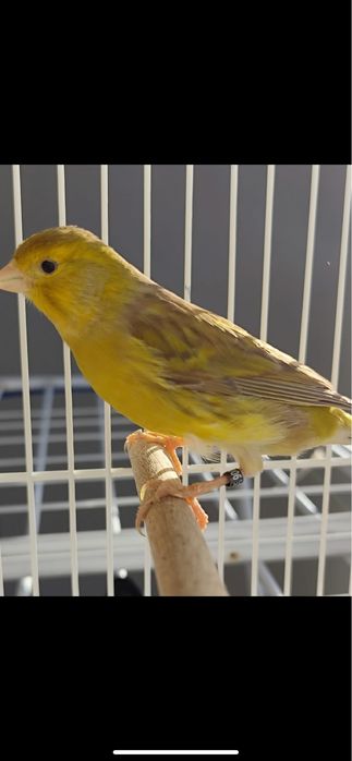 Canarios timbrados espanhol