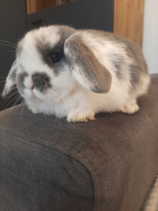 Króliki baranek miniaturka karzełek mini lop