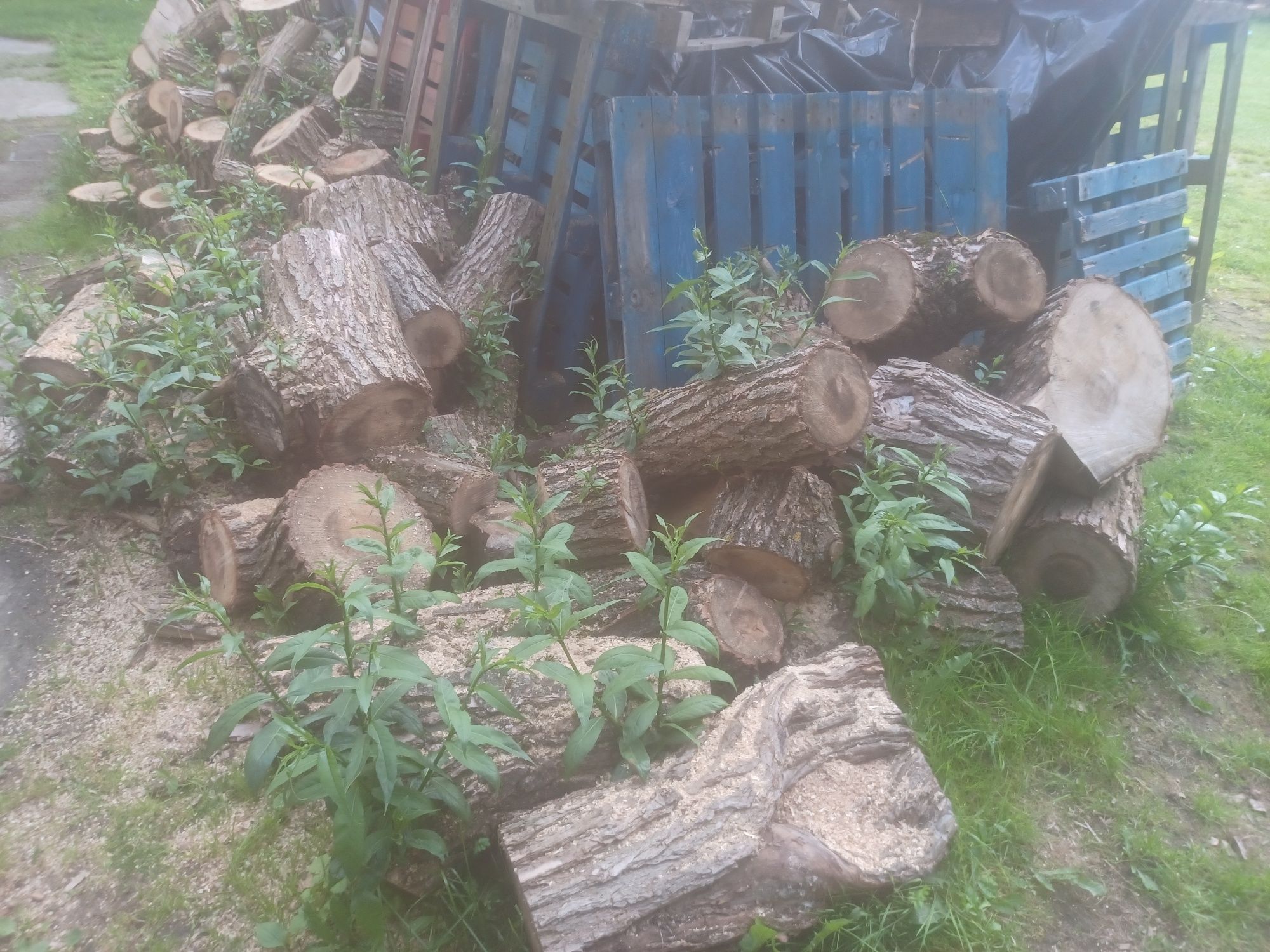 Sprzedam drzewo opałowe
