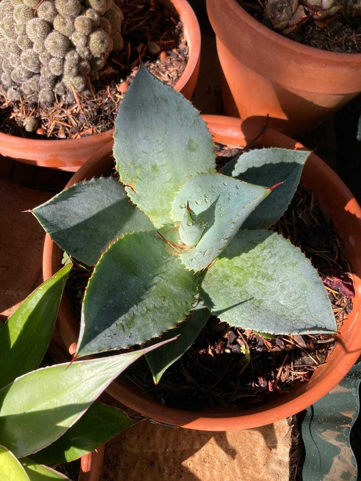 cactos grandes e agaves