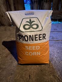 Sprzedam kukurydze Pioneer
