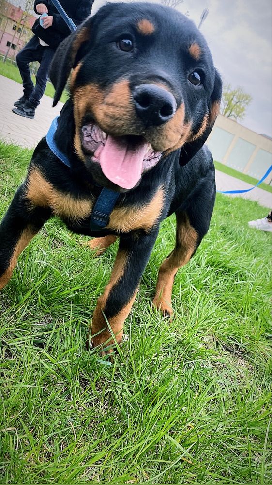 Rottweiler rasowy