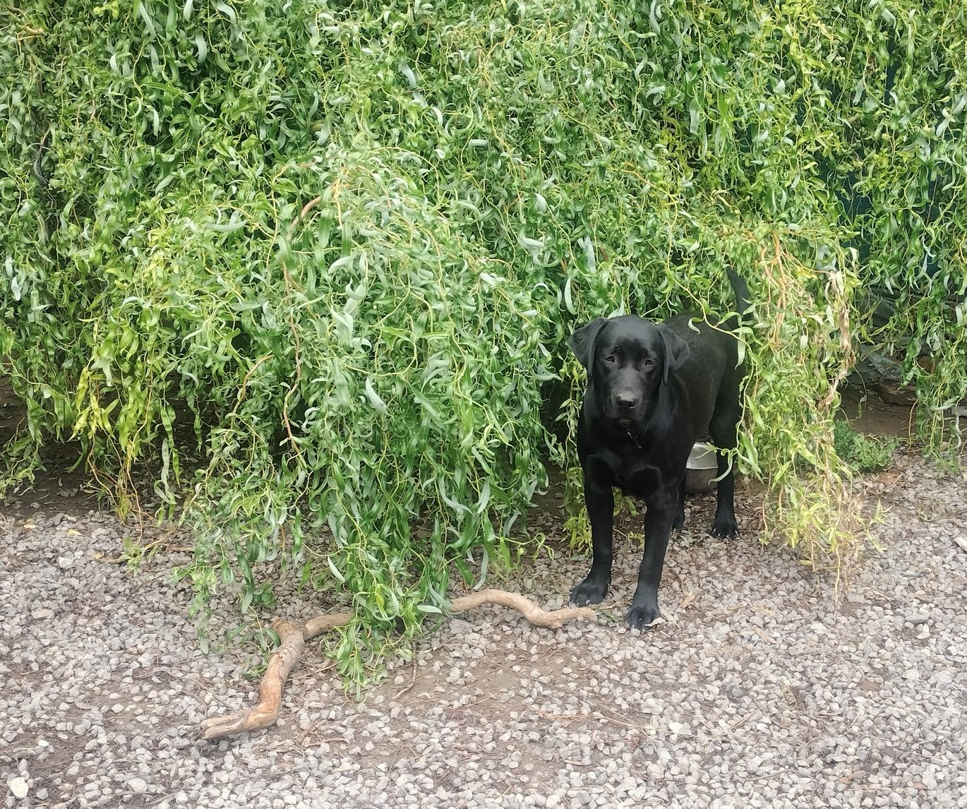 Labrador retriever