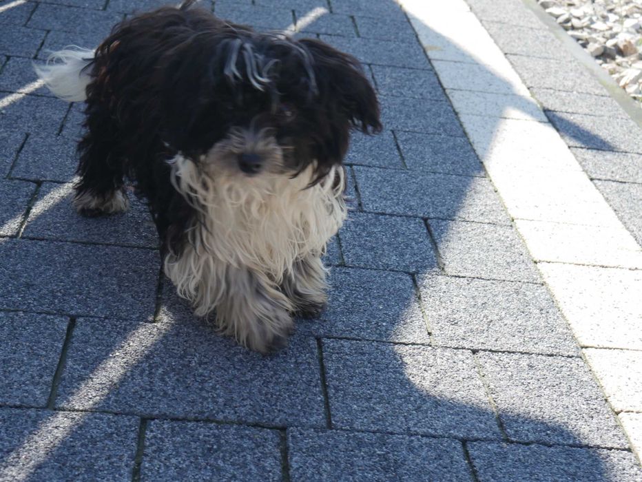Maltipoo Urocza odchowana sunia