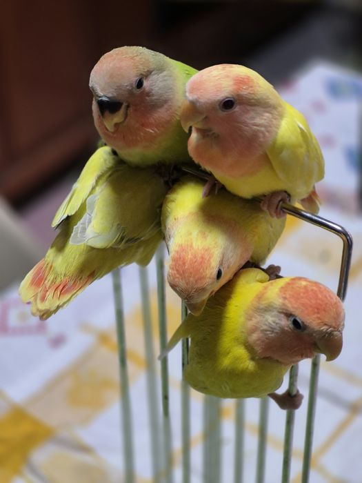 Agapornis rosicolis  domesticados