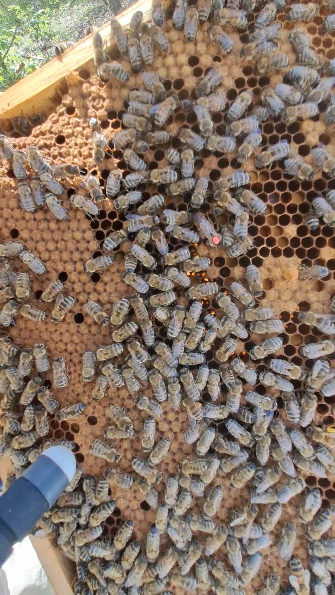 Бджолопакети, пчелопакеты.
