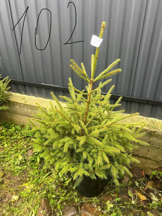 Ялинка в горщику(жива)