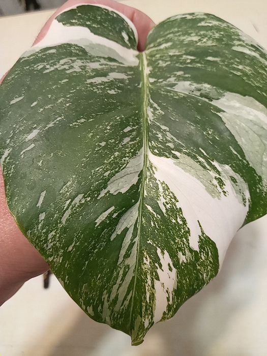 Монстера Альба варієг