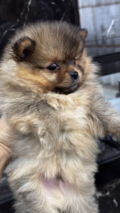 Шпіц цуценята німецький малий