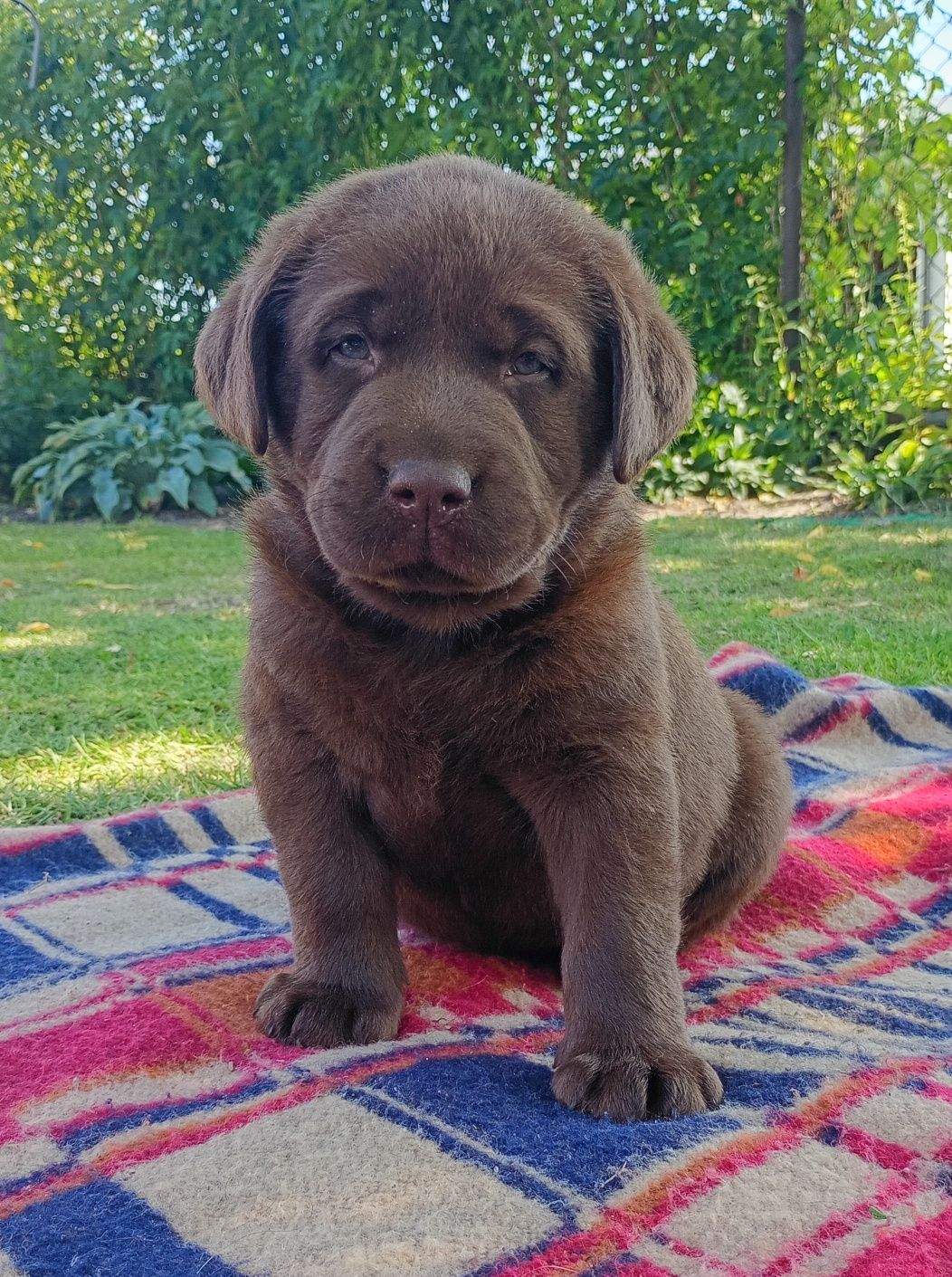 Labrador Retriever szczeniak
