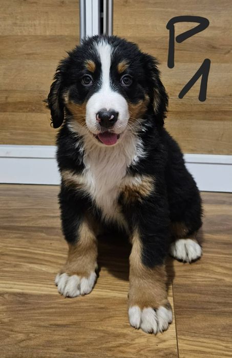 Szczeniak Berneński Pies Pasterski