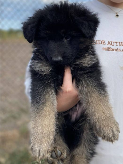 Цуценята Німецької Вівчарки ДШ . Хлопчики
