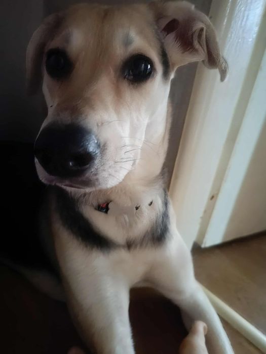 Oddam 2 letnią suczke