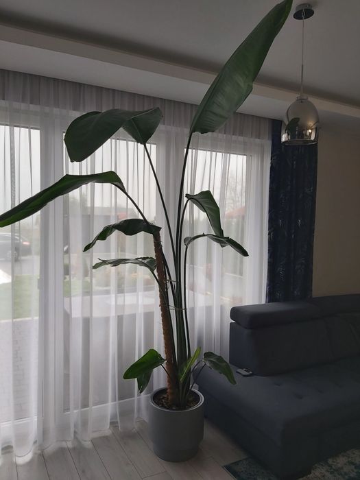 Strelitzia - 2 sadzonki