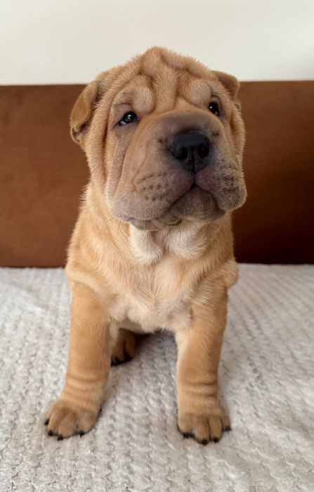 Shar pei szczenię z rodowodem ZKWP FCI