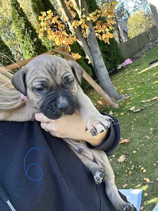 Szczeniak American Pitbull Terrier