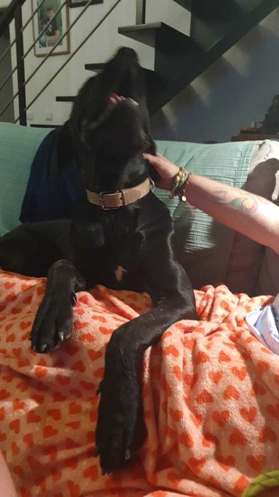 Cane corso procura namorada