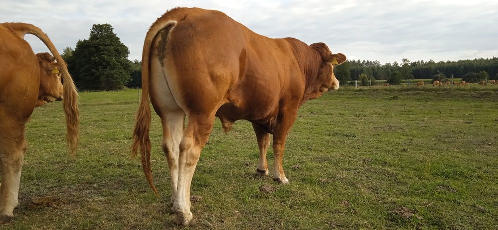 Buhaj,byk, rozplodnik Limousine