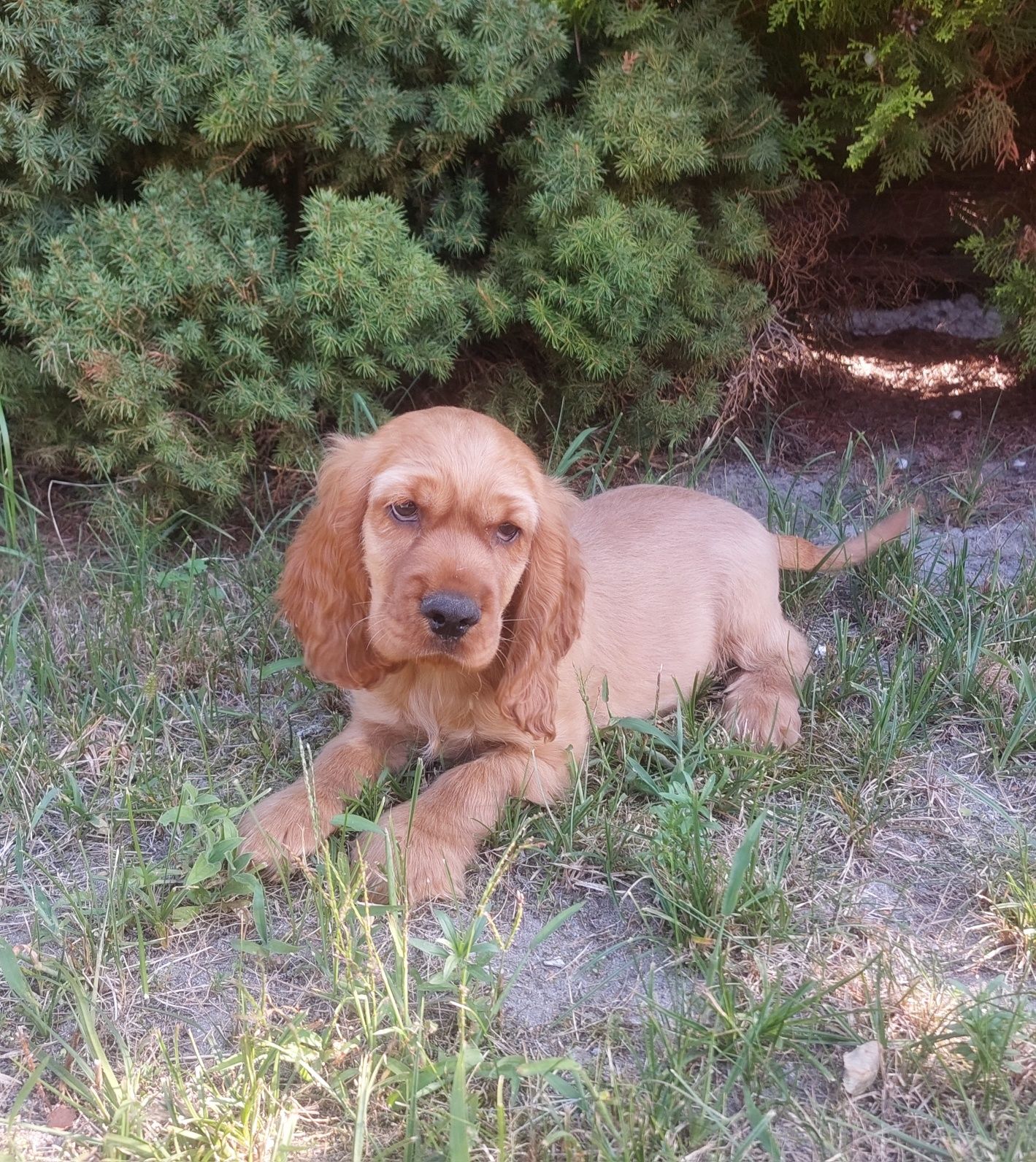 Cocker Spaniel Angielski piesek