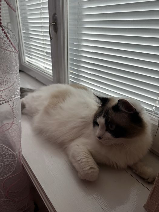 Котята породы Рэгдолл (Ragdoll)