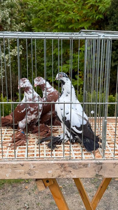 Gołębie Widyny samce i samica