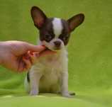 Chihuahua krótkowłosa suczka Dinka