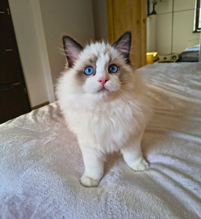 Uroczy kocurek jak miś przytulanka