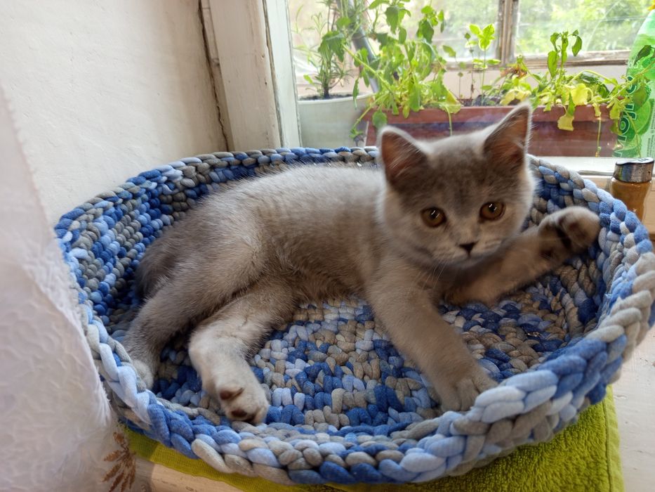 Лежанка для котика