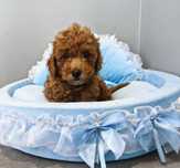 Maltipoo chłopiec