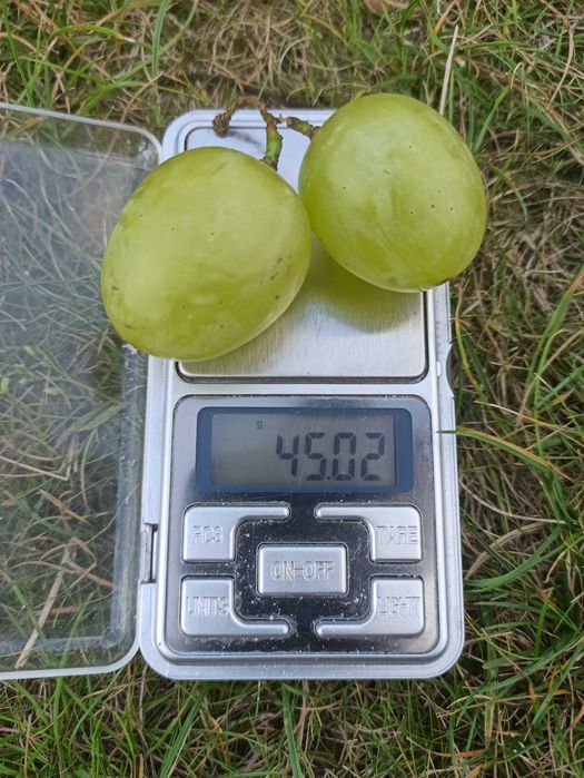 Cimus kiszmisz, winogron bezpestkowy, sadzonki winorośli