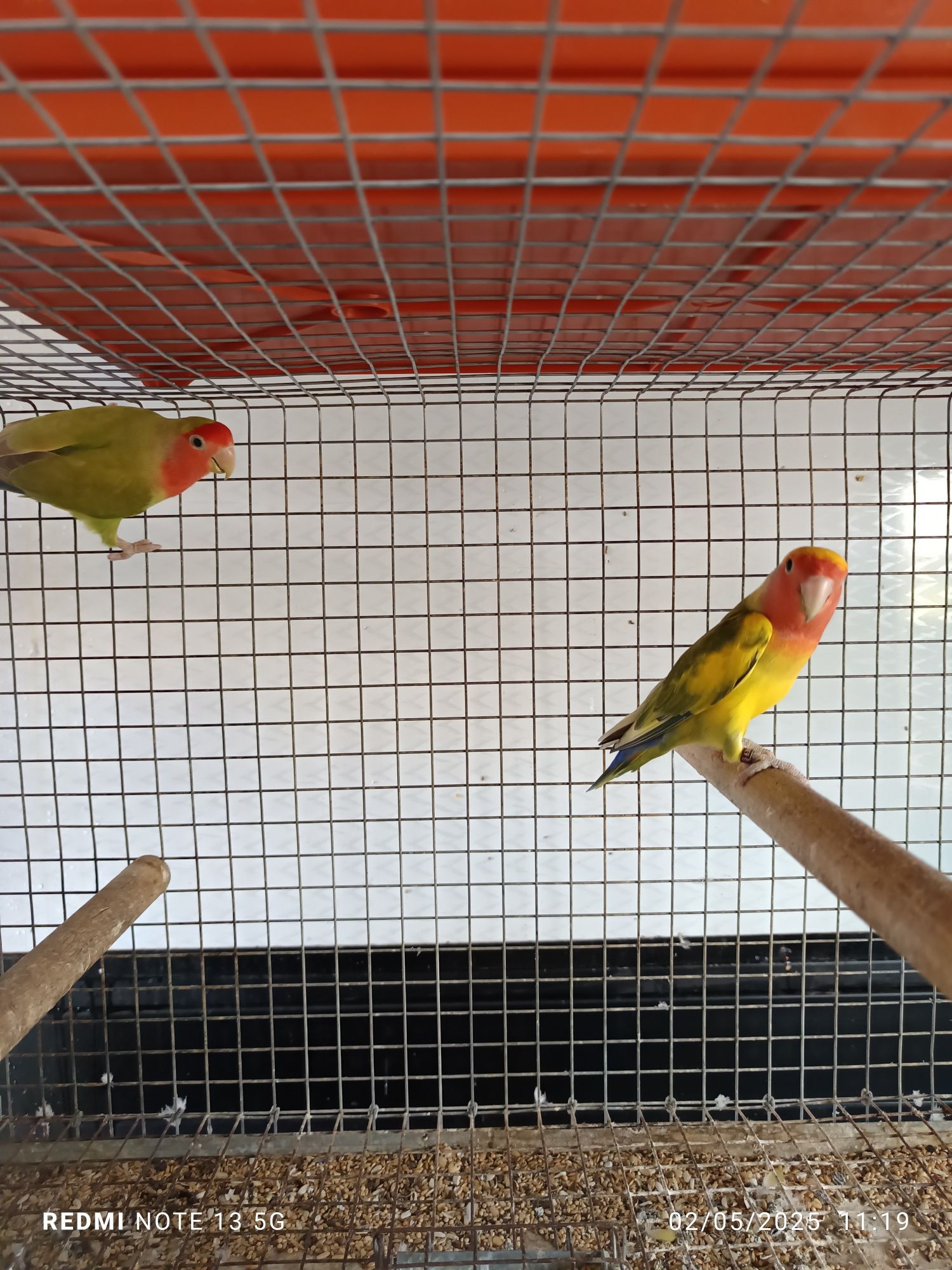 8 casais de agapórnis