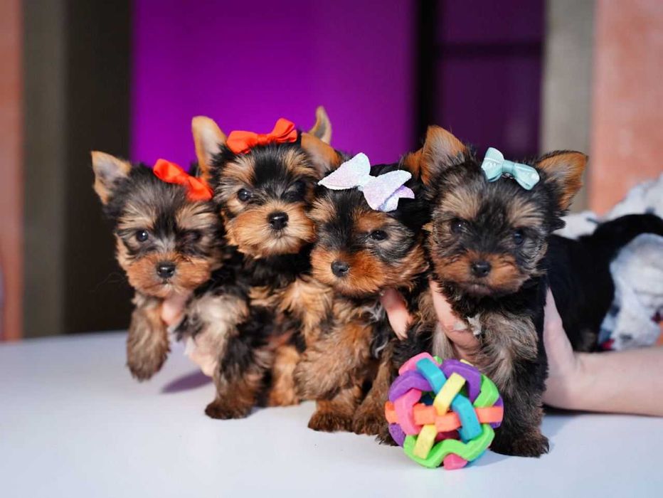 Маленький сторож вашого серця – ніжний йорк для сімейного затишку