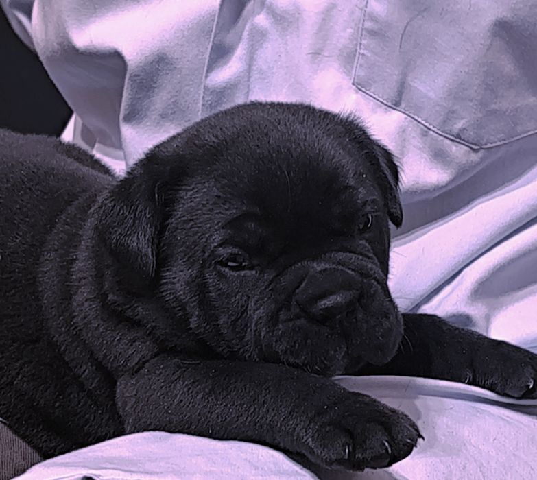 Cane Corso Hodowla San Diego DW
