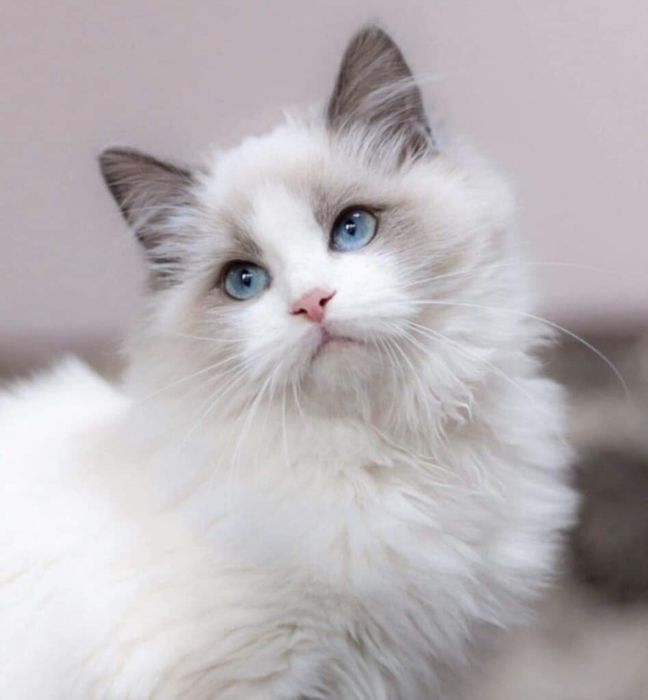 Ragdoll, śliczny kocurek seal bicolor -rodowód FPL