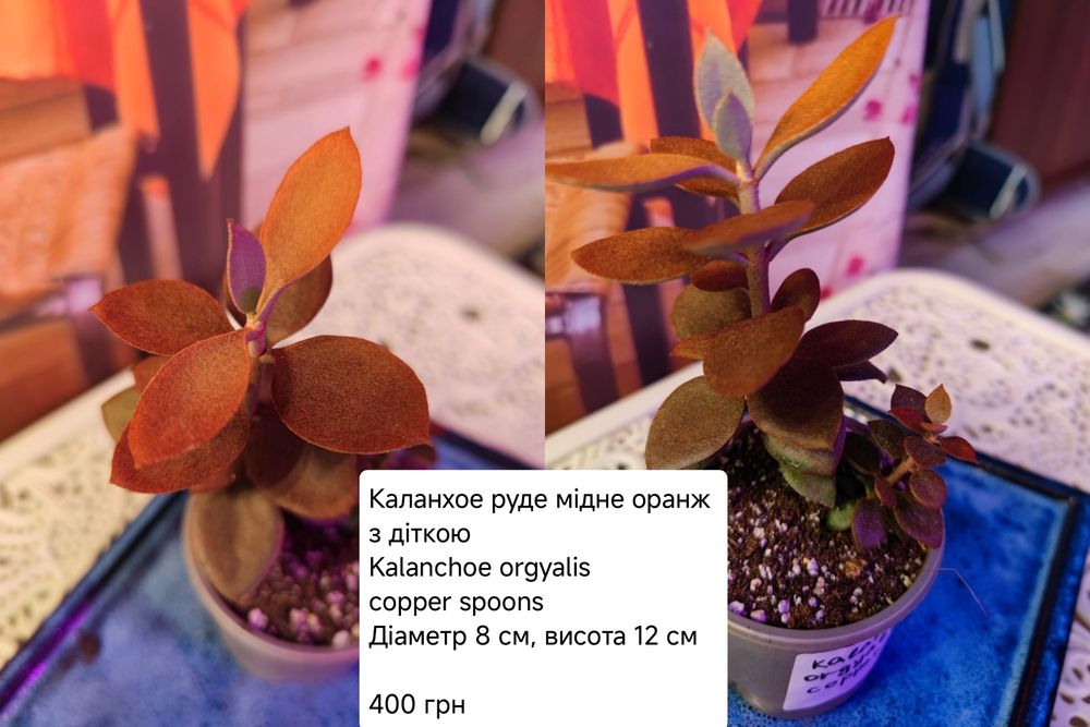 Кактус, клейстокактус, ехіноцереус, каланхое