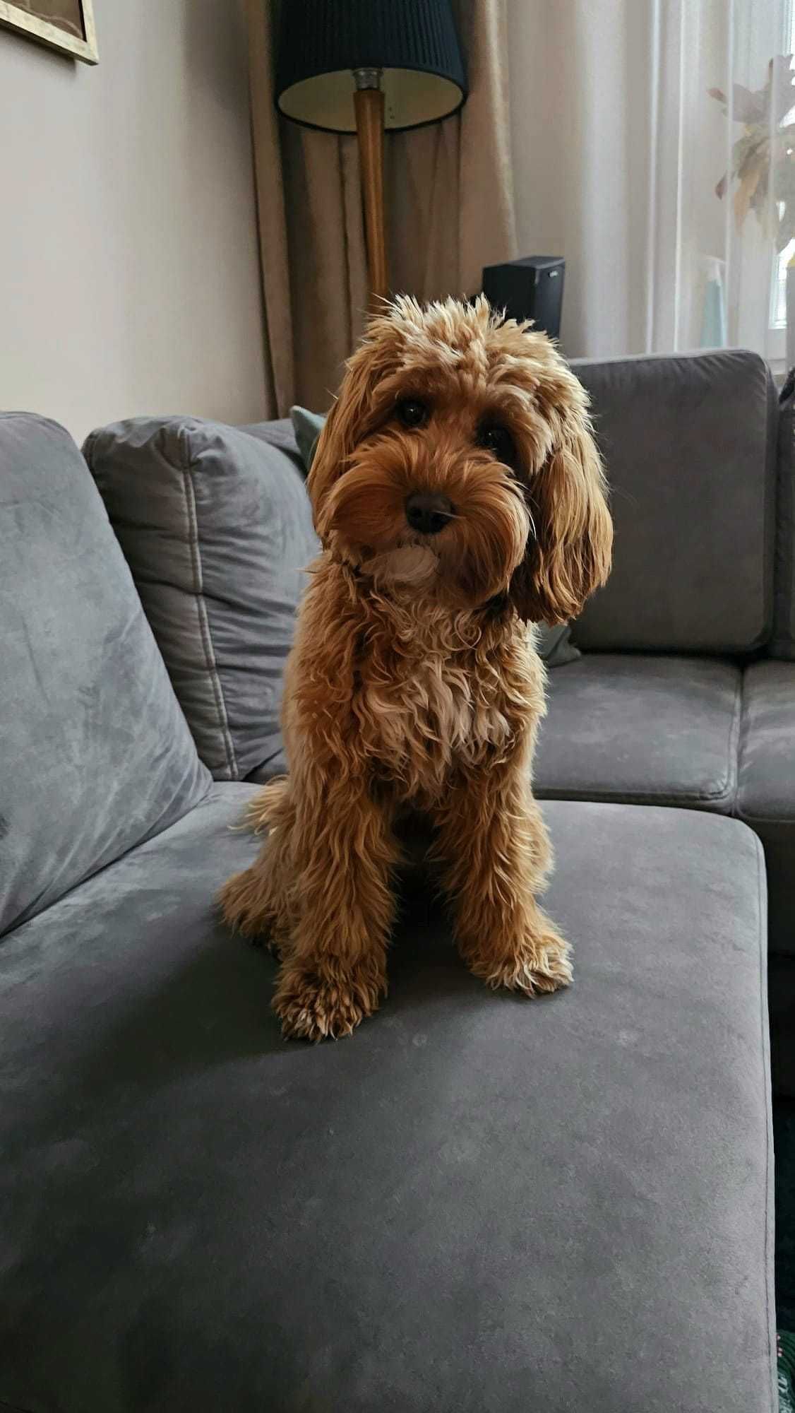 Cockapoo F1B red uroczy piesek Pixel