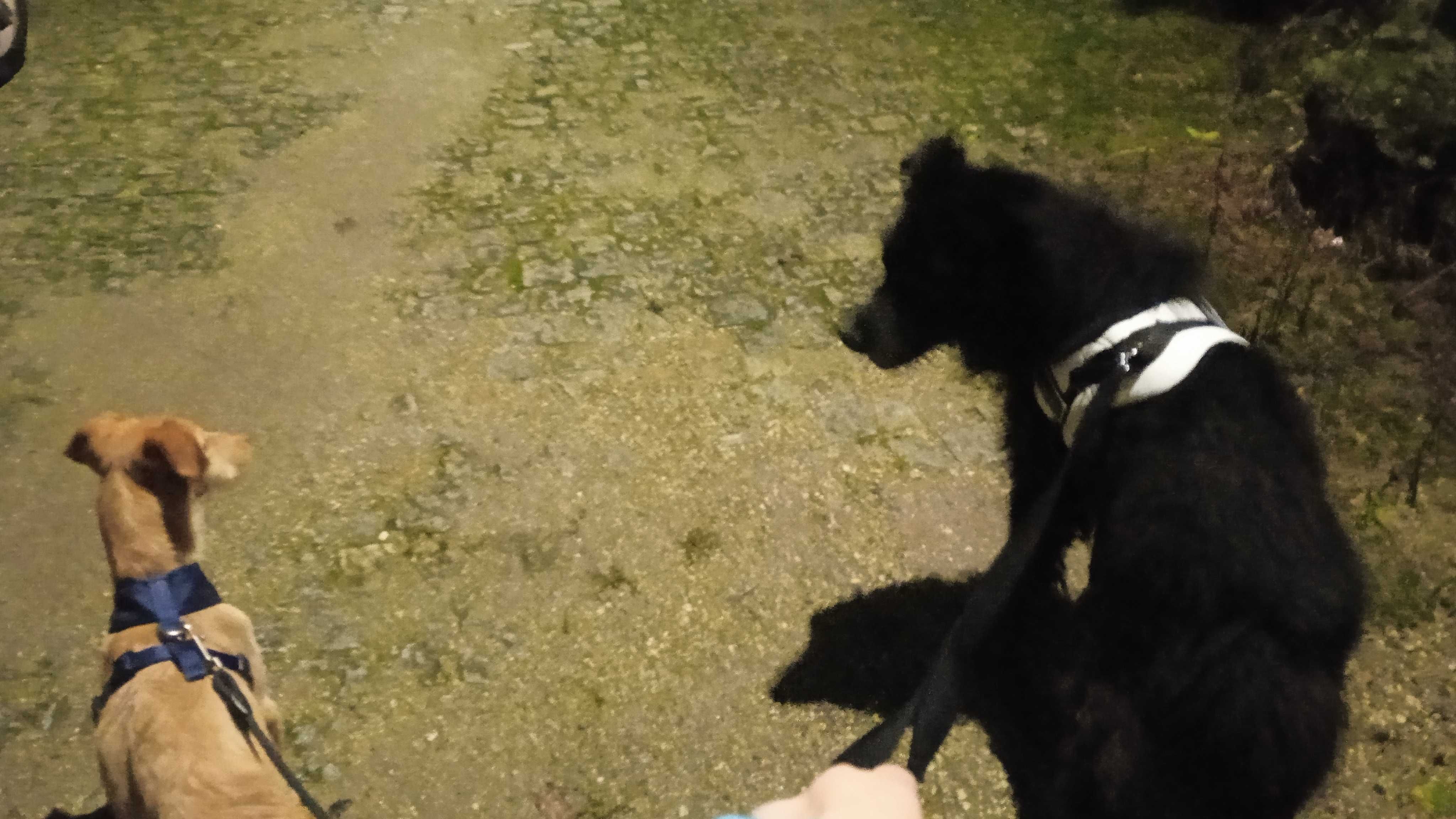 Dois cães para adoção