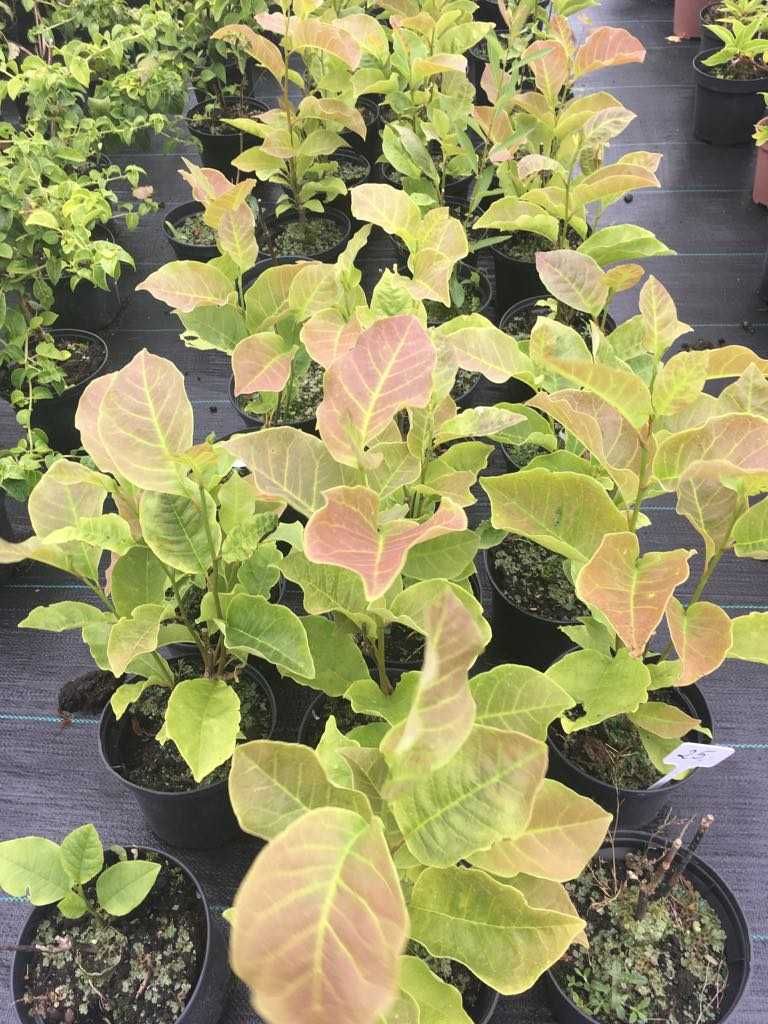 Magnolia l. 'Nigra' w donicy 2l