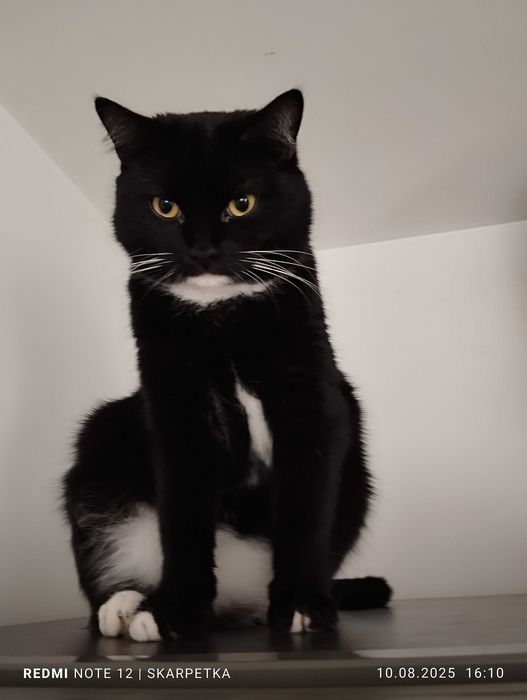 Piękna młodziutka kiciunia do adopcji