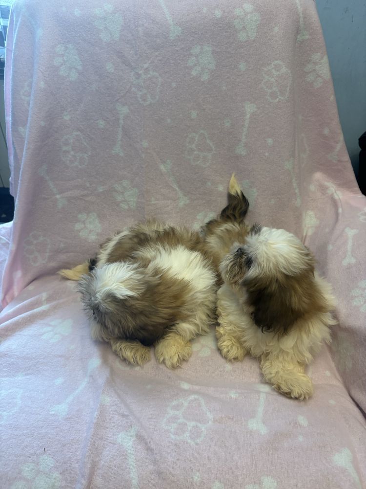 Shih tzu suczki do odbioru 3 miesiace