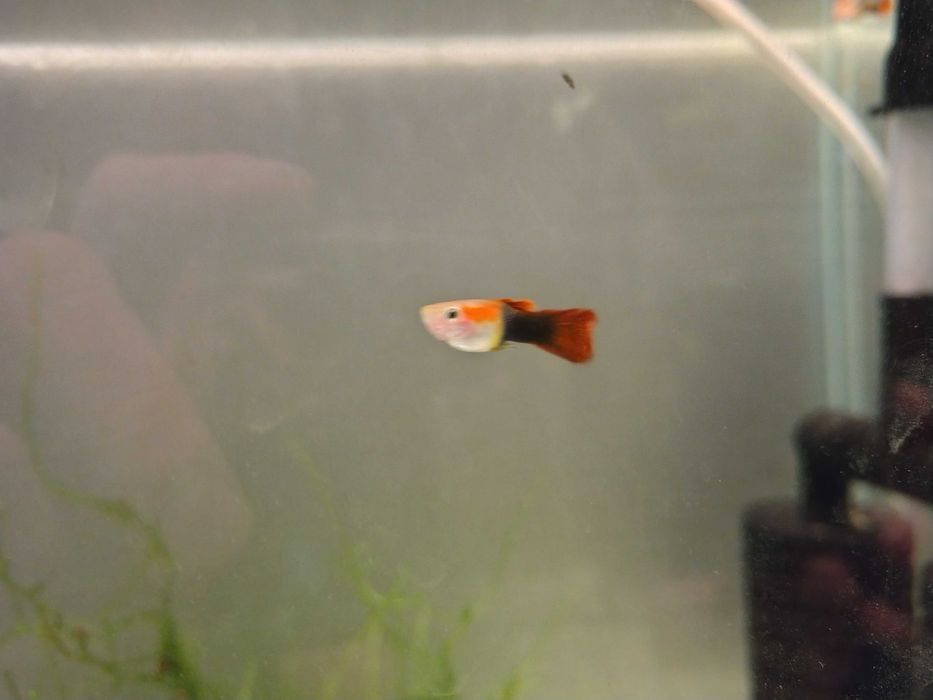 gupiki odmiany "red tuxedo"