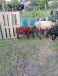 Vendo borregos macho  100 euros cada